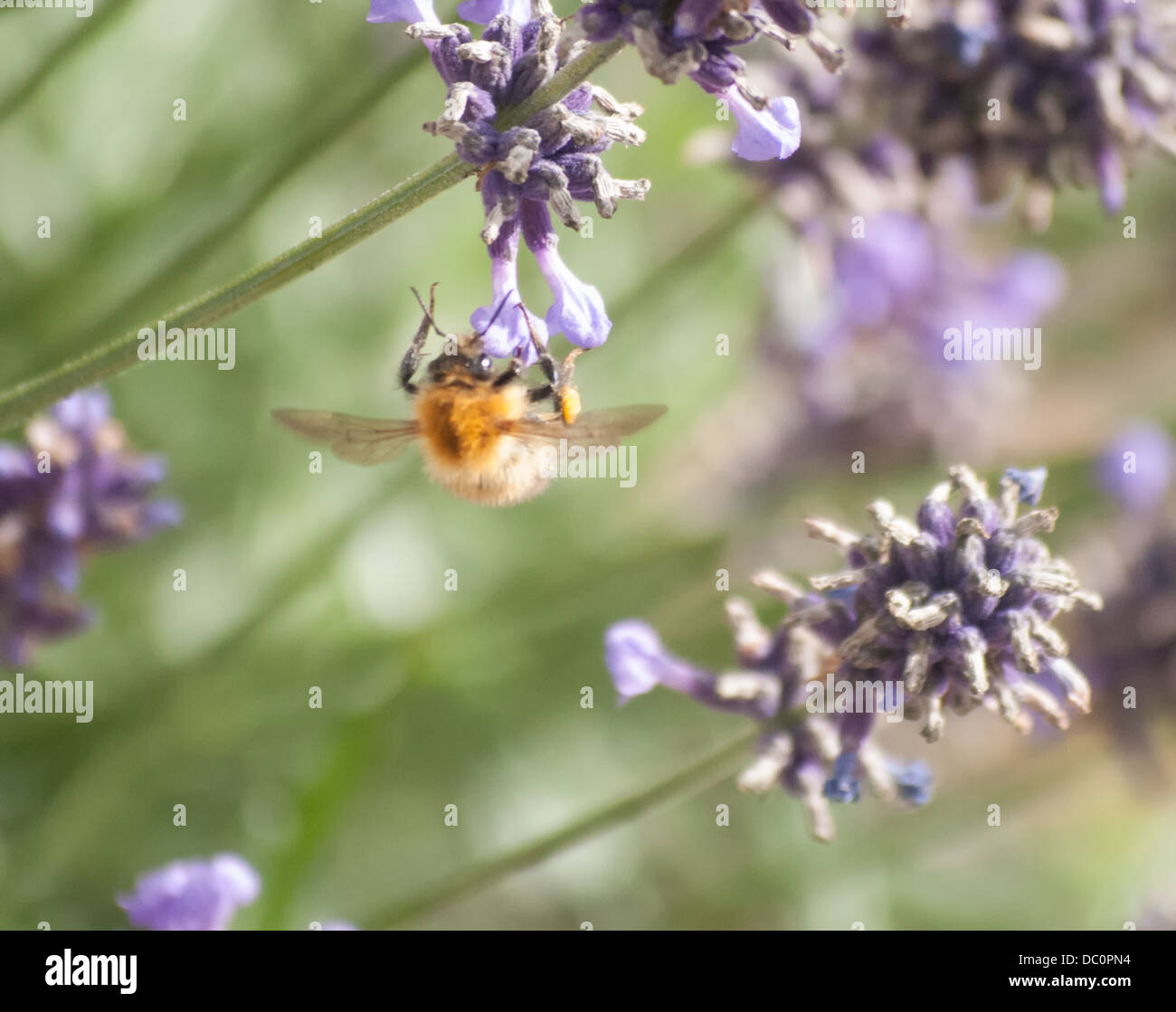 bee on lavender Stock Photo