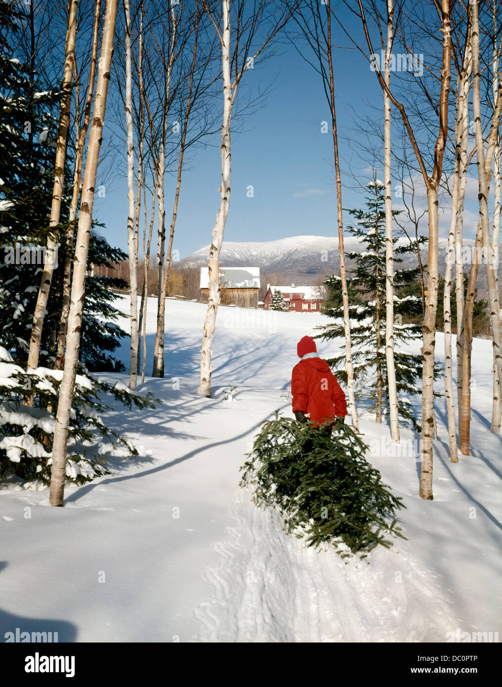 MAN DRAGGING IN CHRISTMAS TREE Stock Photo