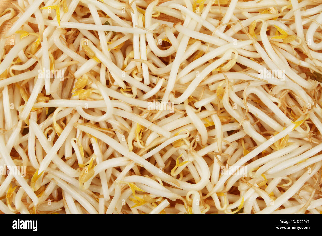 Closeup of raw beansprouts as a background and texture Stock Photo
