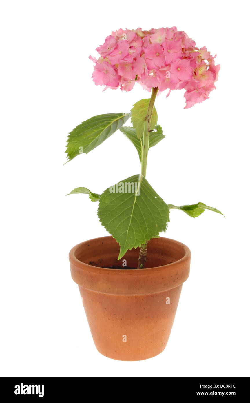 Pastel pink hydrangea flower in a terracotta plant pot isolated against white Stock Photo