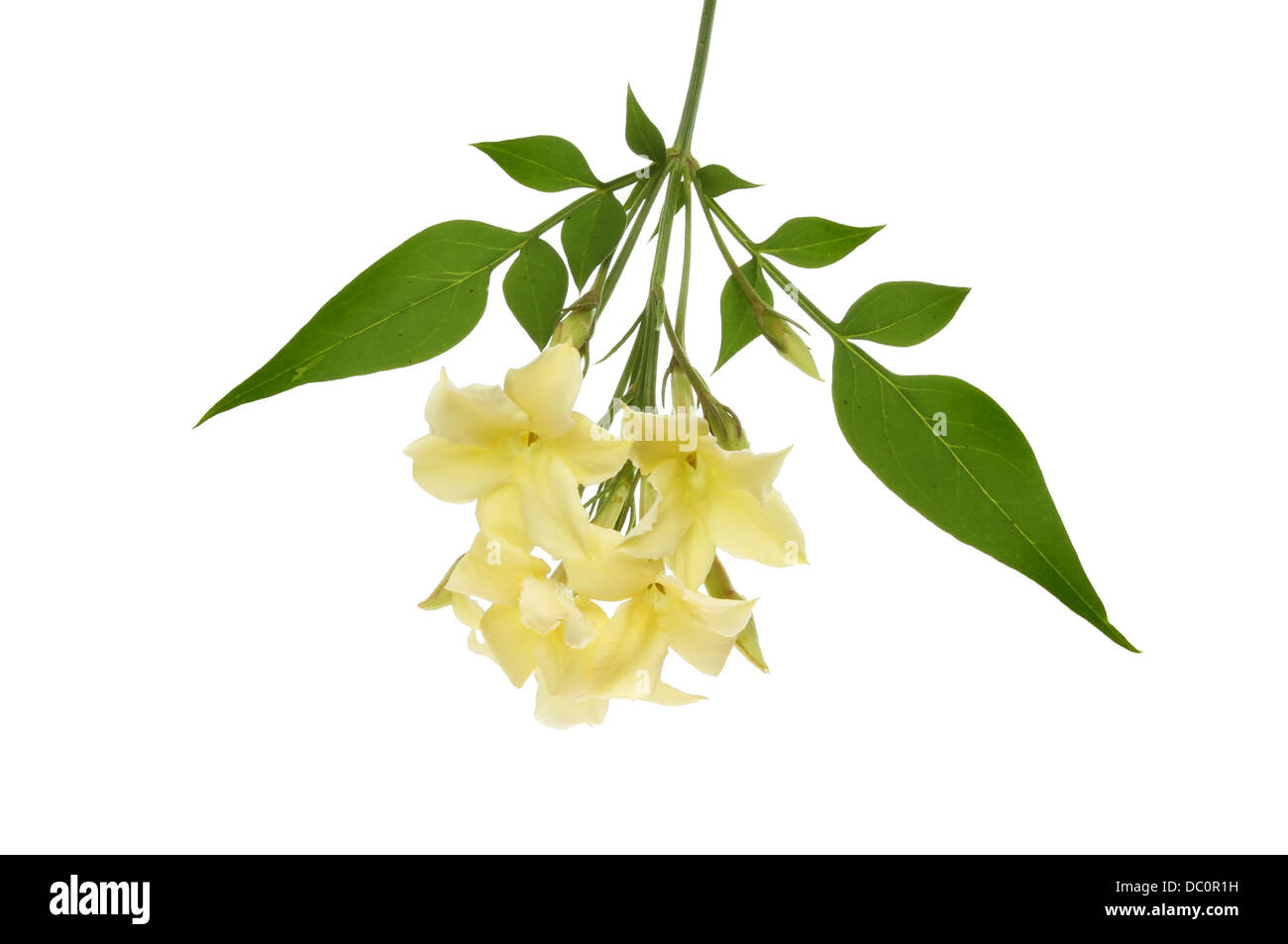 Cream jasmine flower and foliage isolated against white Stock Photo