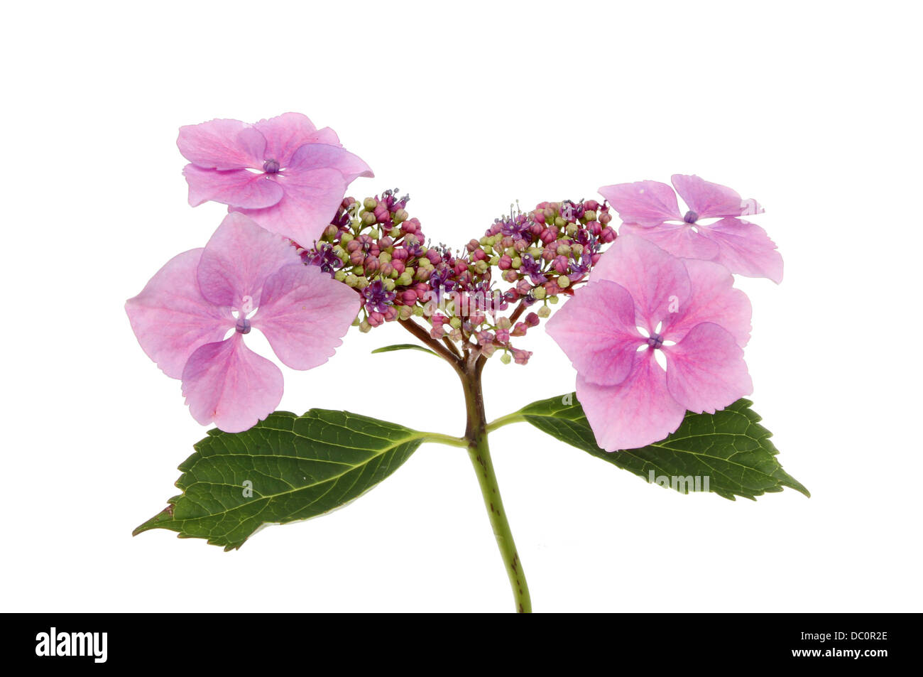 Lacecap hydrangea flower and leaves isolated against white Stock Photo