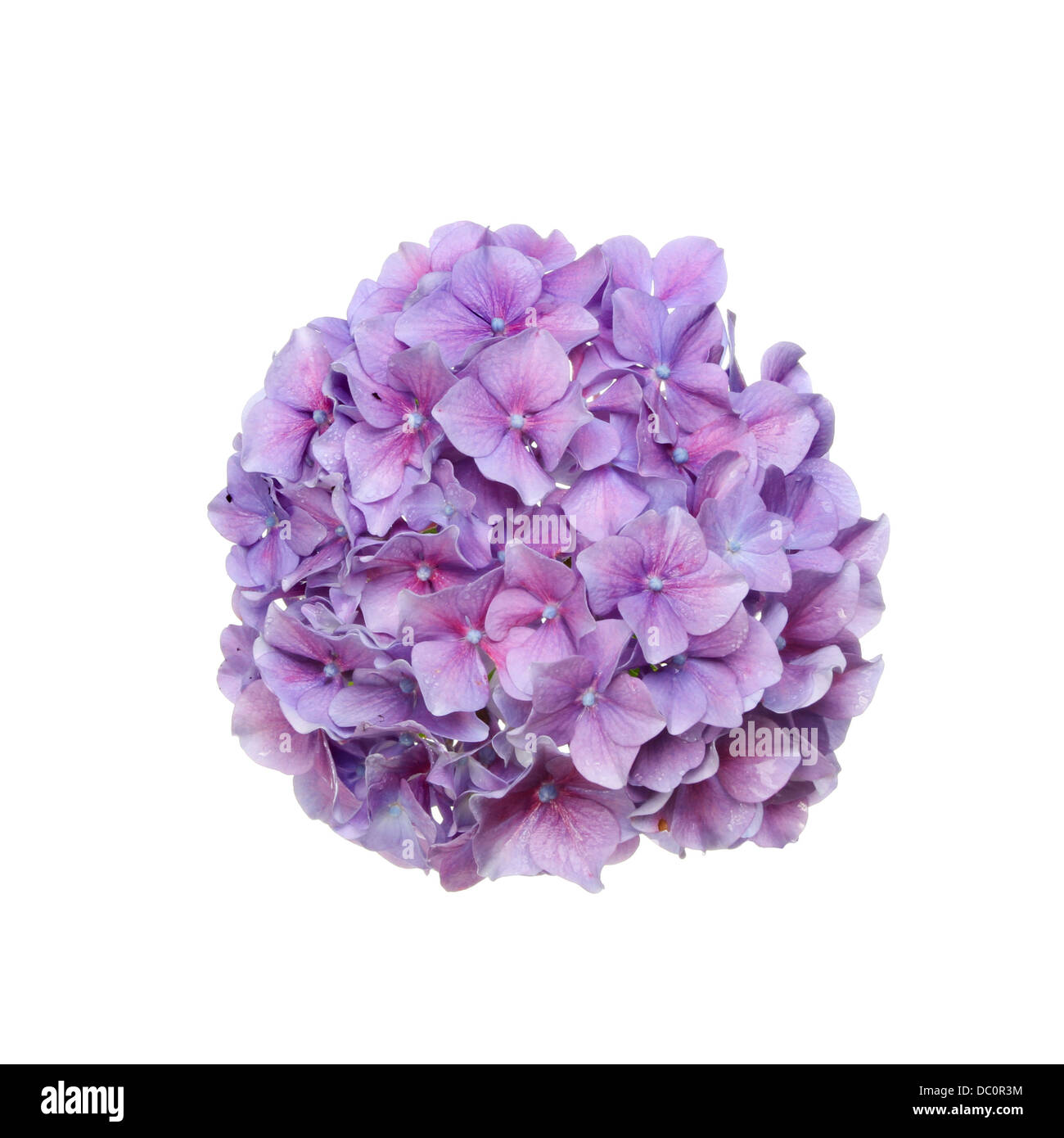 Mop head hydrangea flower isolated against white Stock Photo Alamy