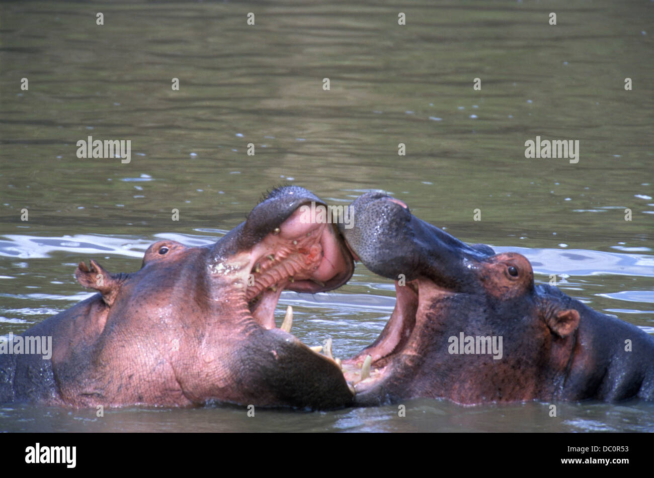 KENYA MASAI MARA NATIONAL RESERVE HIPPOS SPARRING Stock Photo
