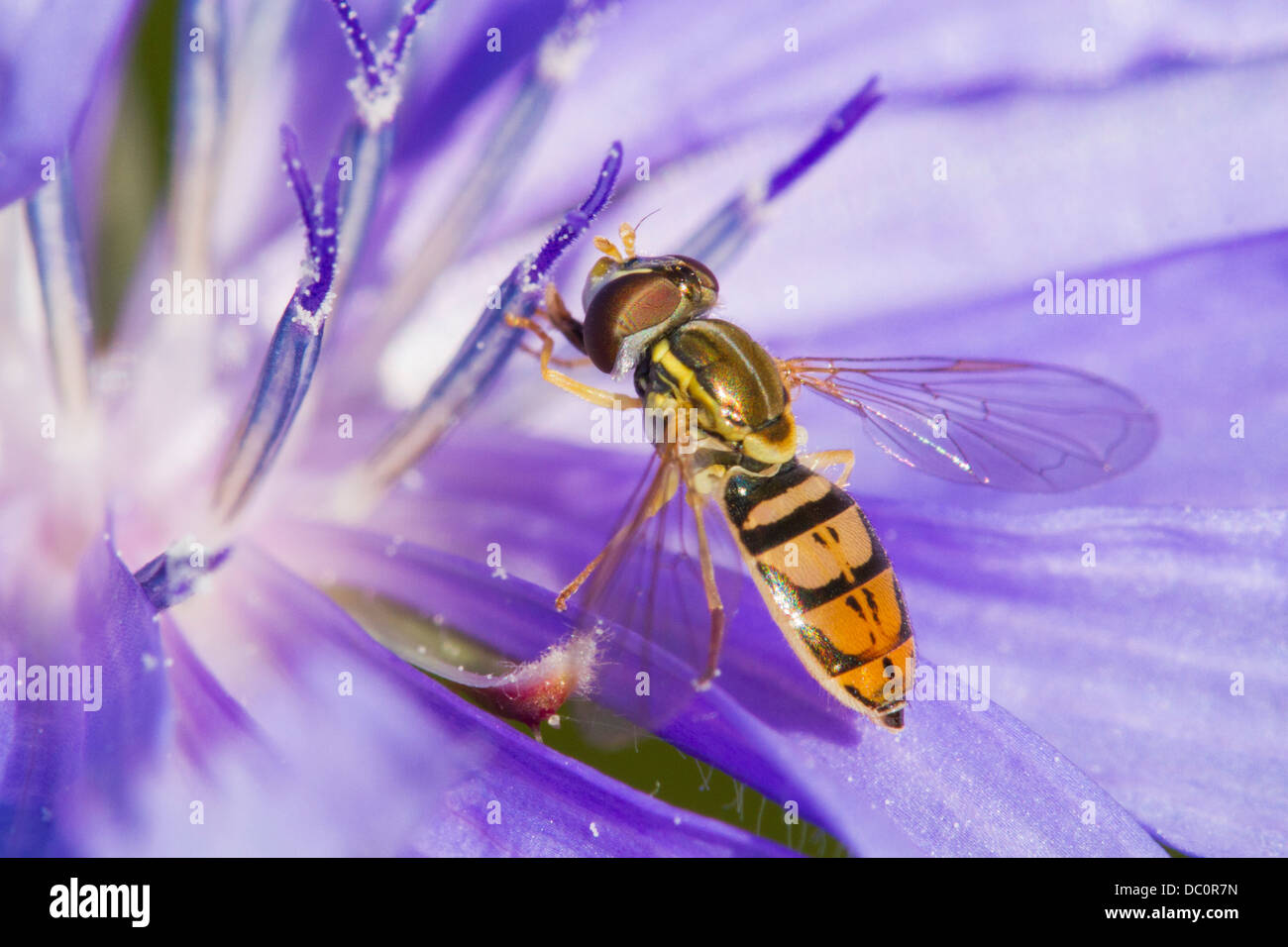 Hoverfly collecting nectar from Chicory Flower (Cichorium intybus Stock ...
