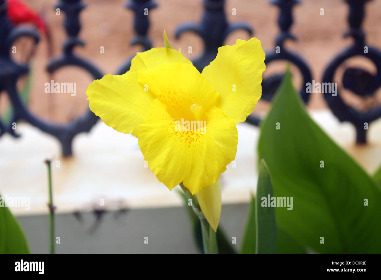 Yellow Canna lily Stock Photo