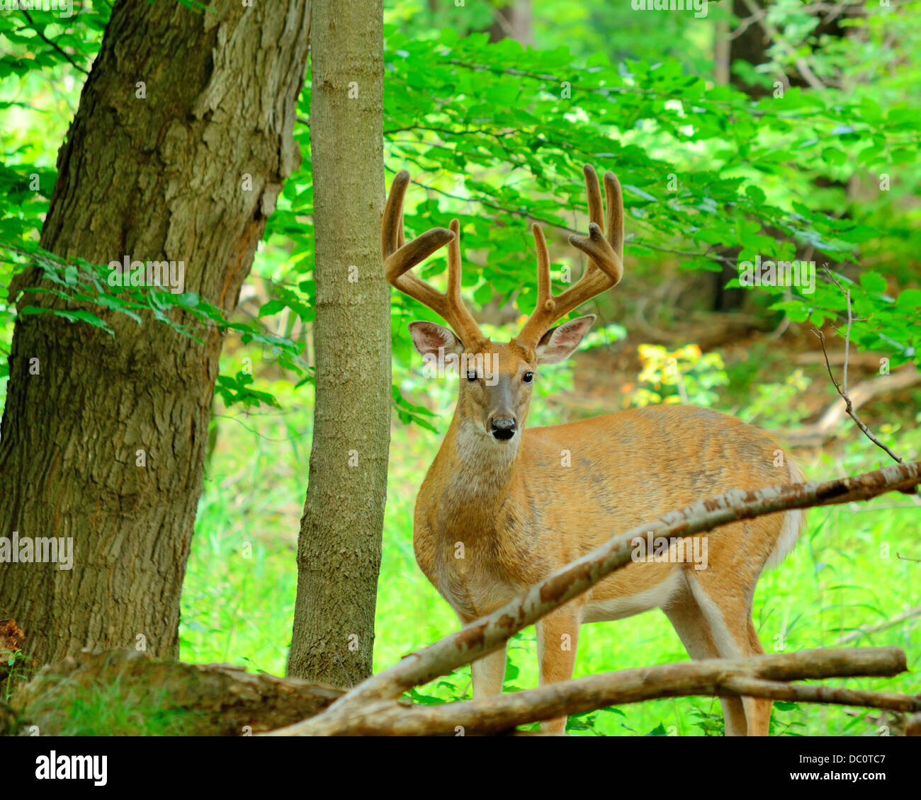 Velvet deer hi-res stock photography and images - Alamy