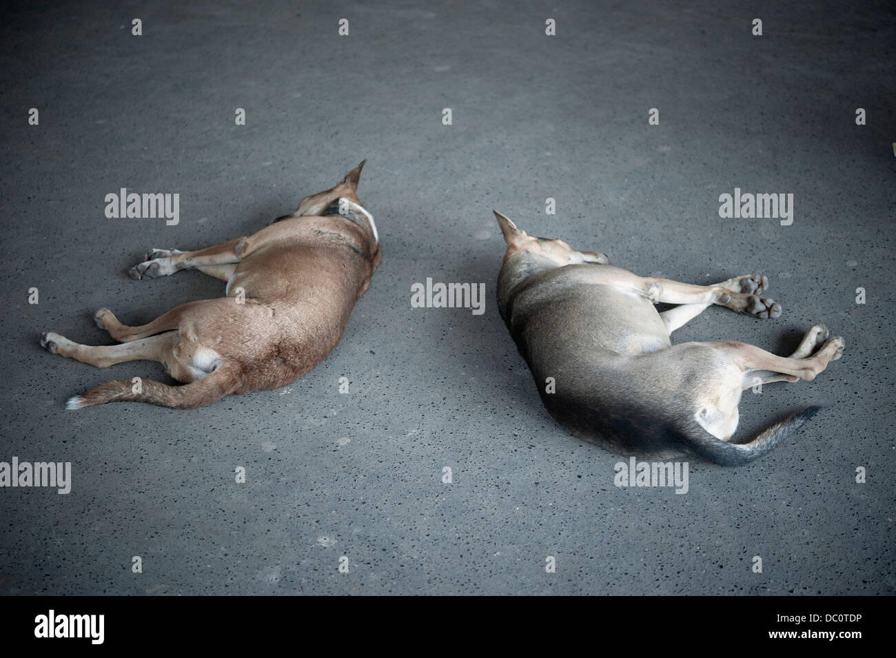 Sleeping Railway Station India Stock Photos & Sleeping 
