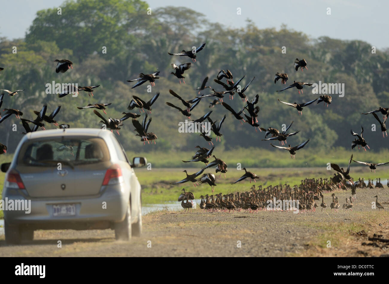 Car flushing Black-bellied Whistling Ducks Stock Photo