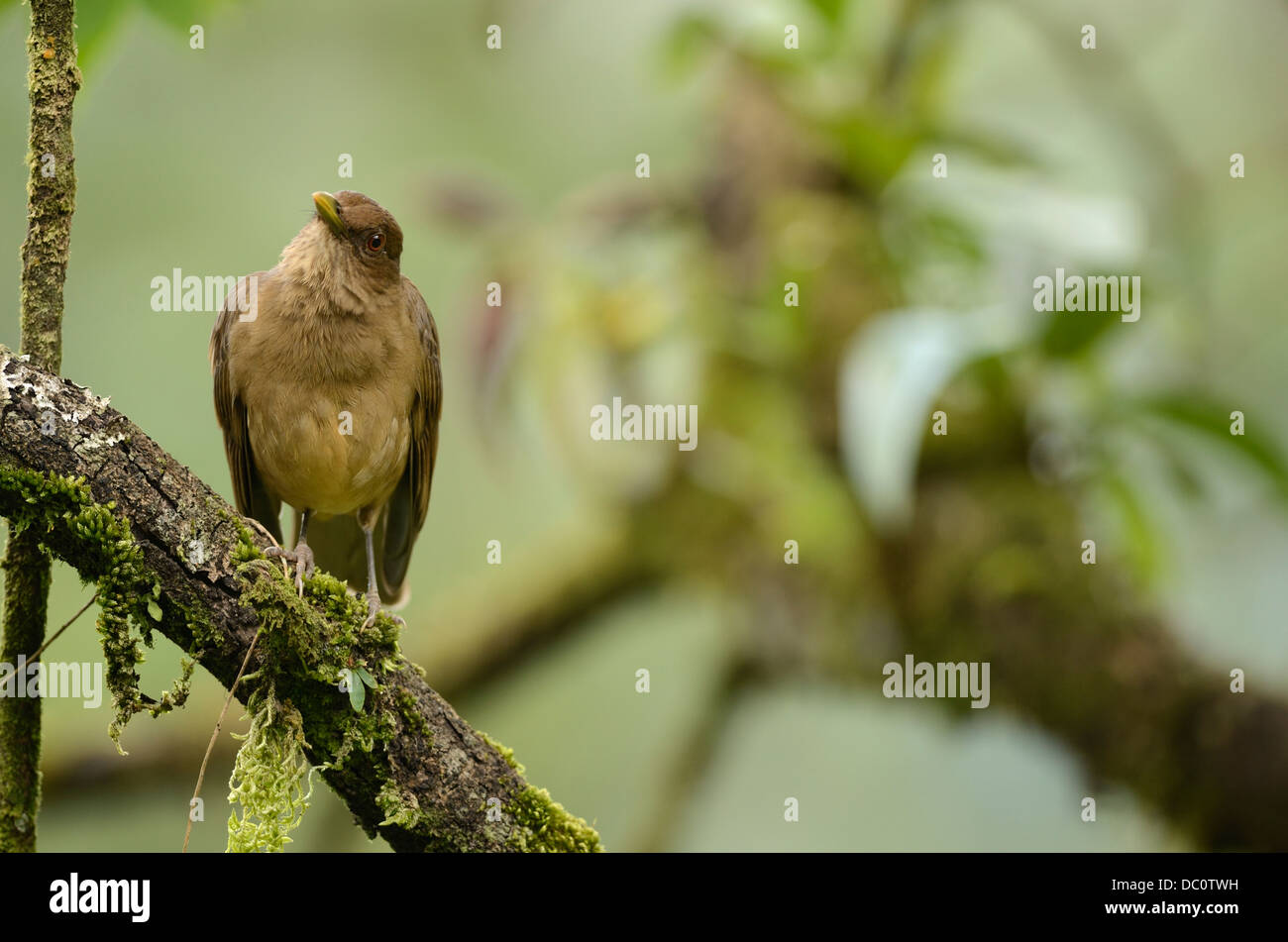 Clay-colored Robin, Costa Rica Stock Photo