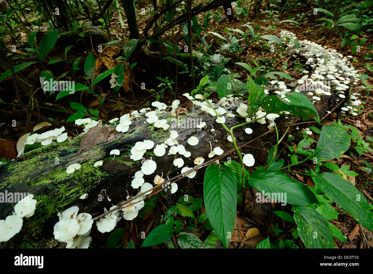 Mushrooms on fallen tree trunk in rainforest, Costa Rica Stock Photo
