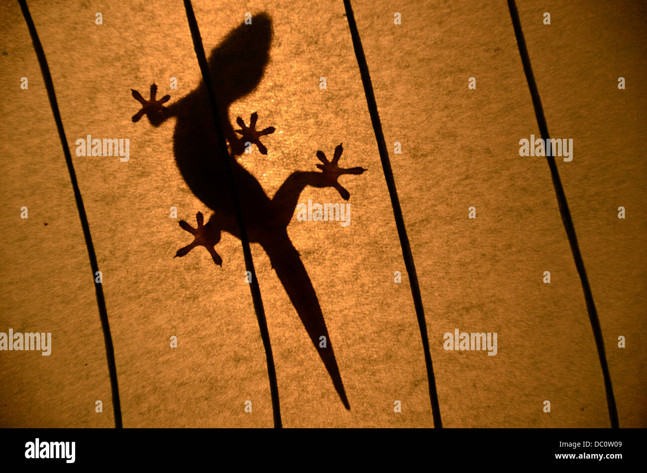 Silhouette of Gecko in lamp Stock Photo
