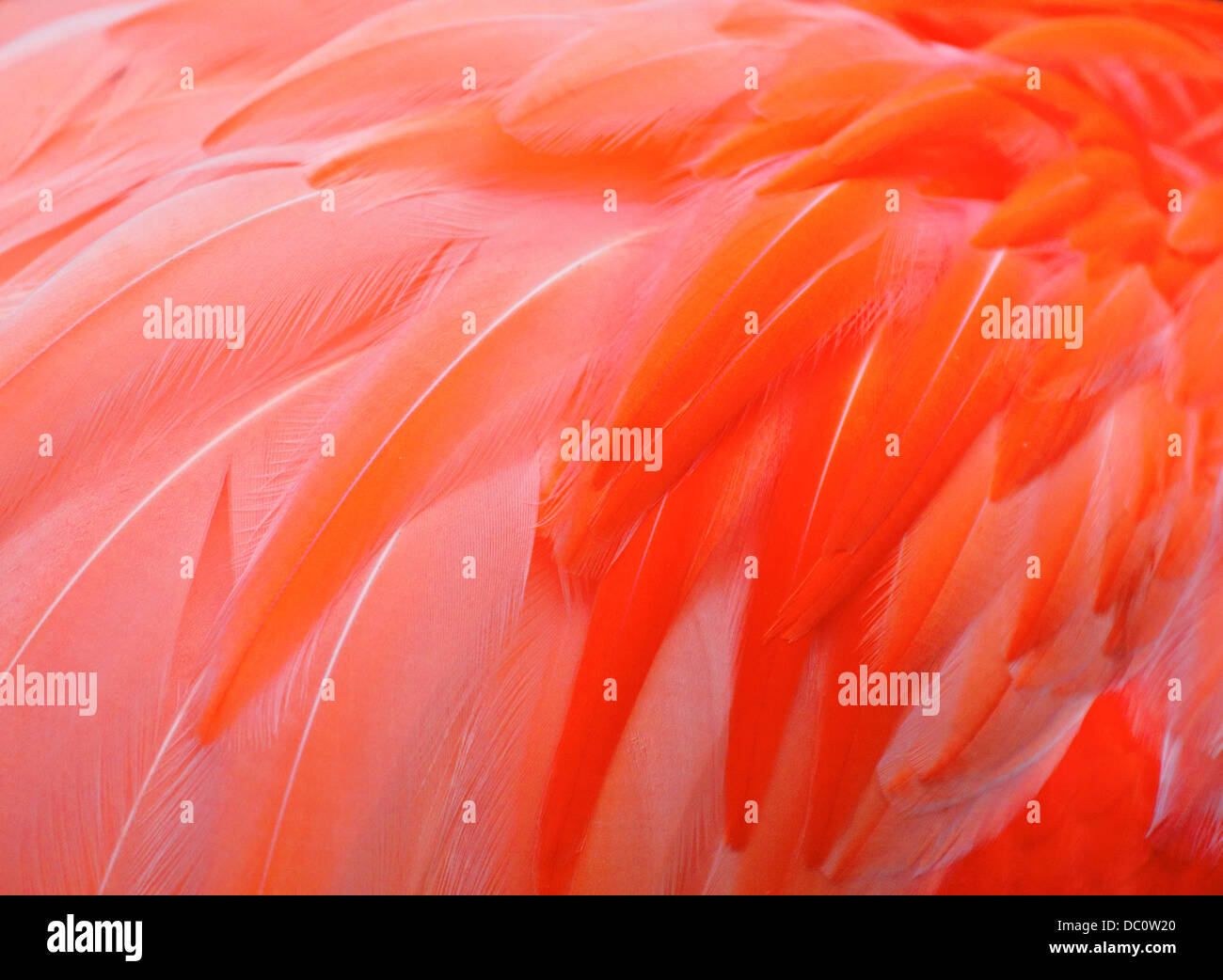 Red bird feather Stock Photo