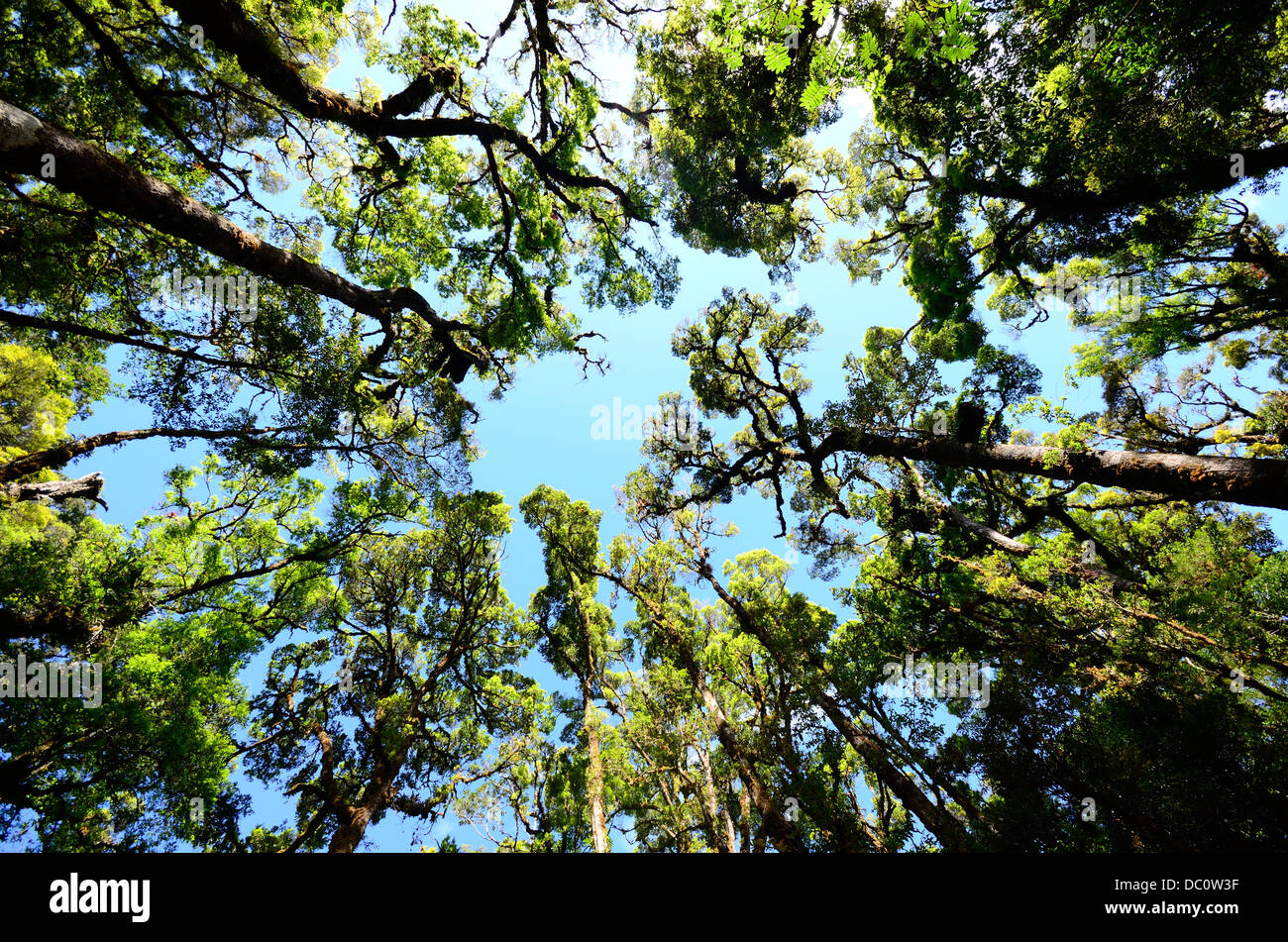 Forest canopy, Costa Rica Stock Photo