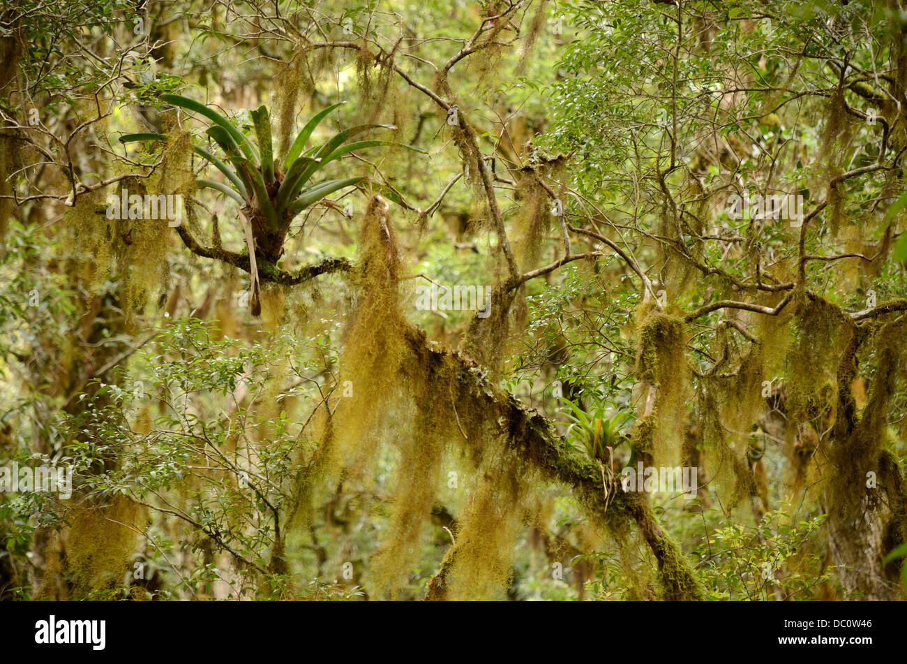 Lichen in rainforest Stock Photo