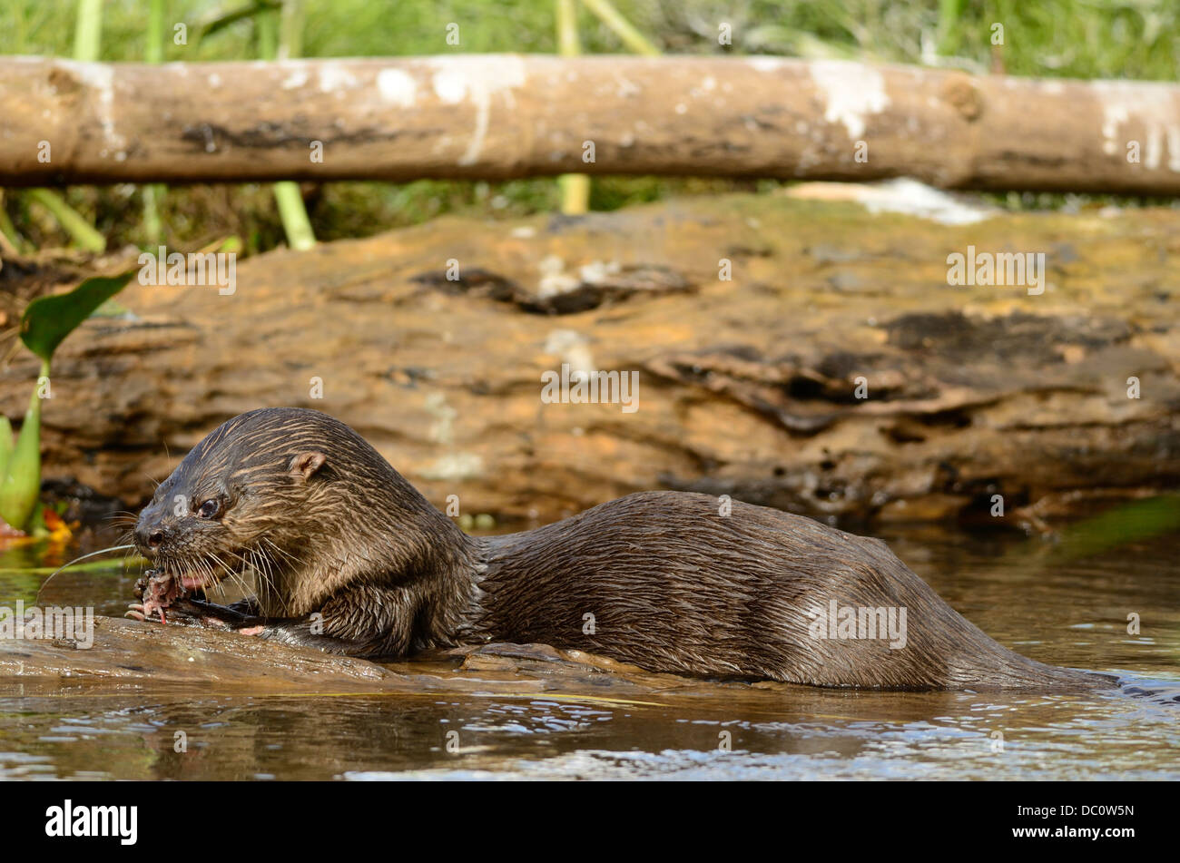 Neotropical river otter eating fish Stock Photo