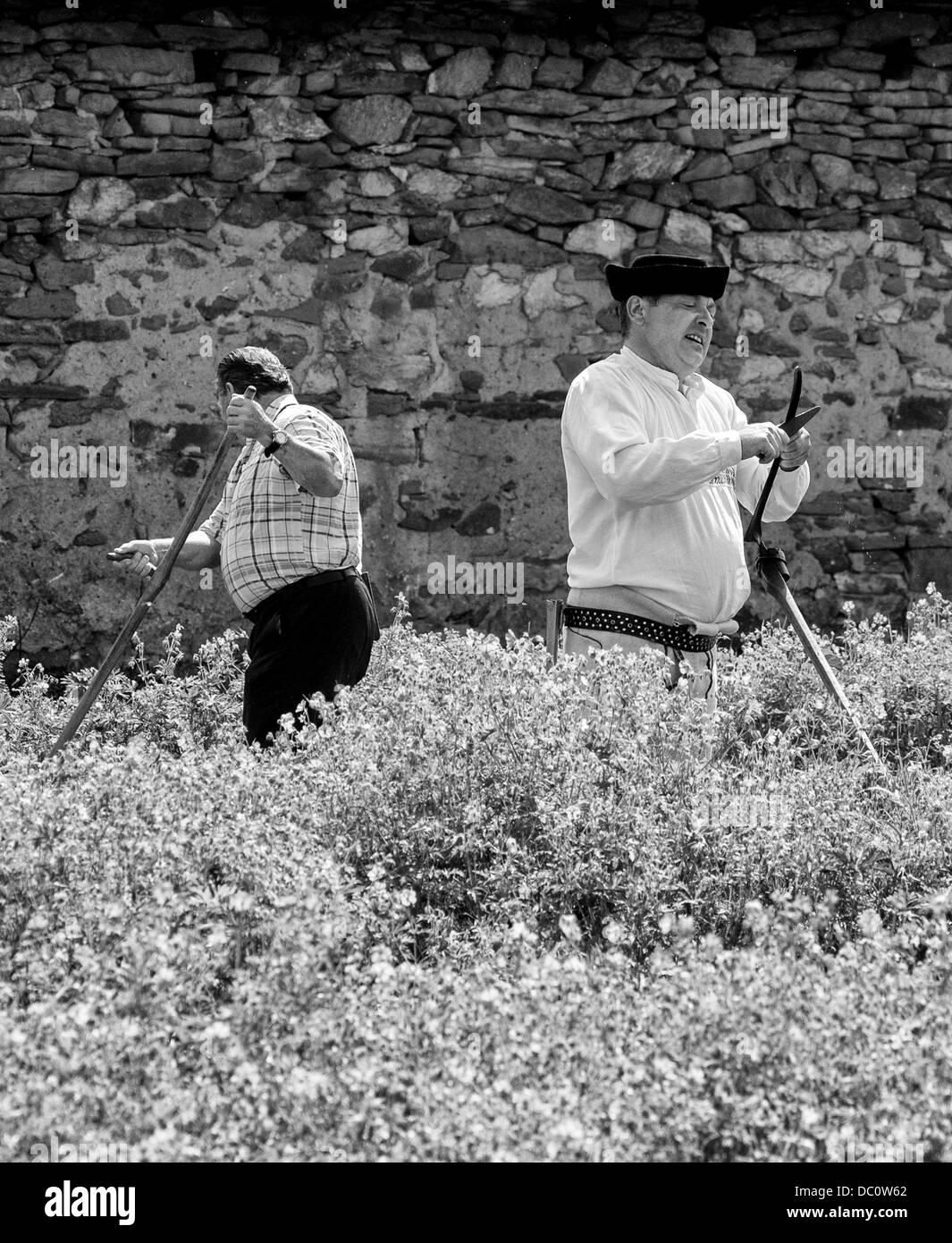 Two mowers in action Stock Photo