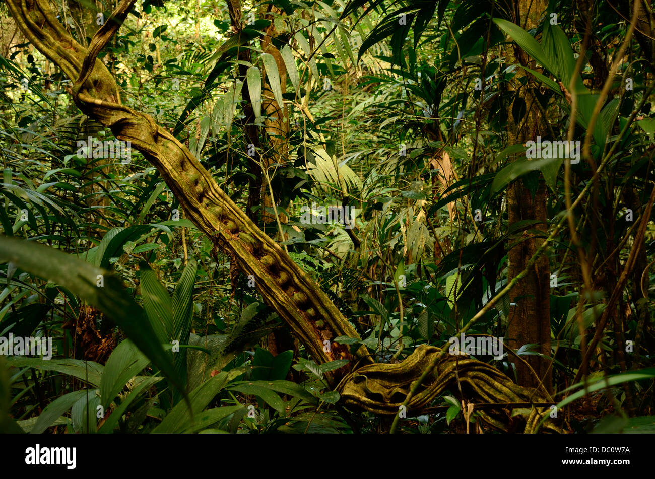 Rainforest, Costa Rica Stock Photo