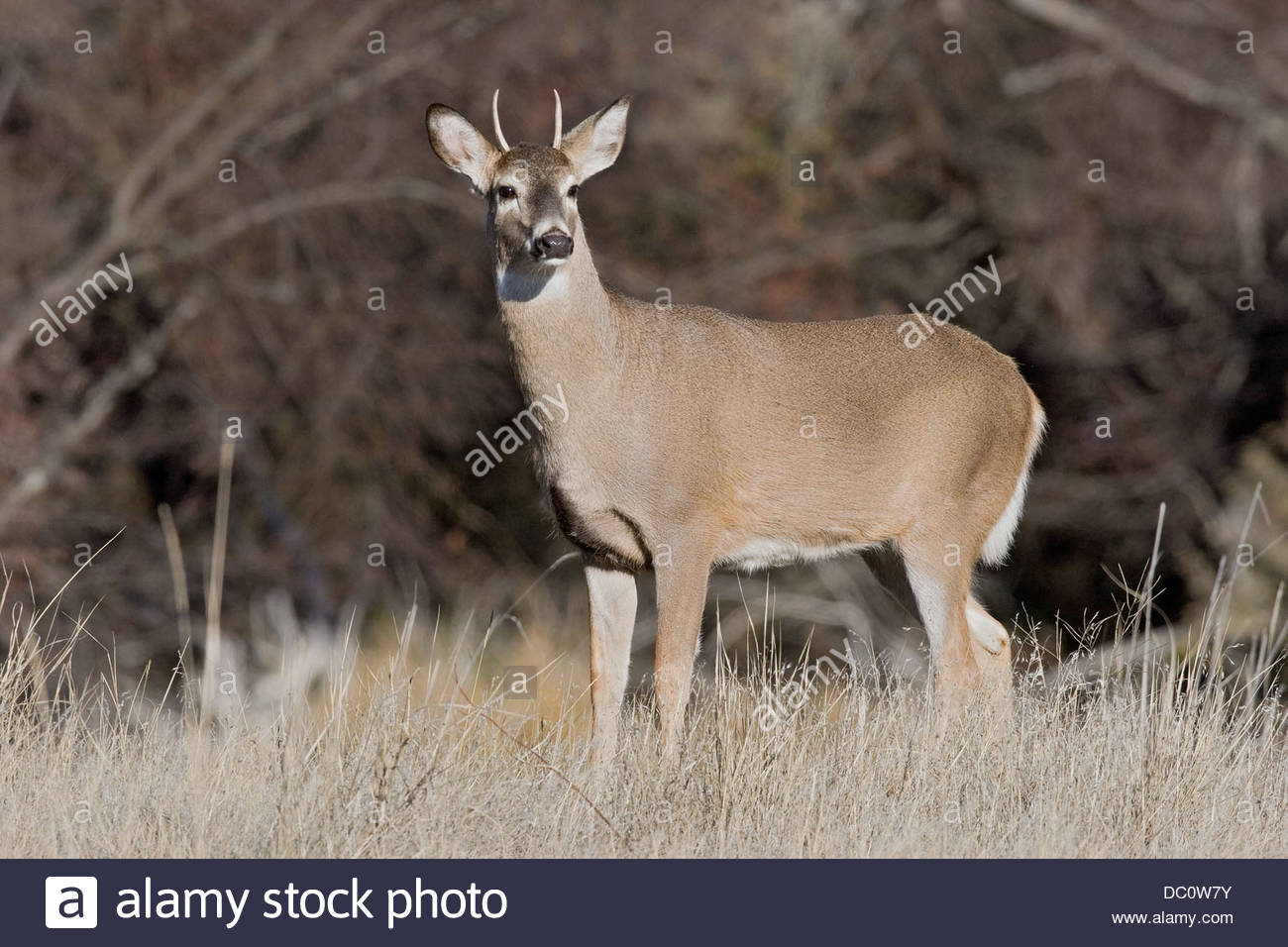 spike buck deer stock