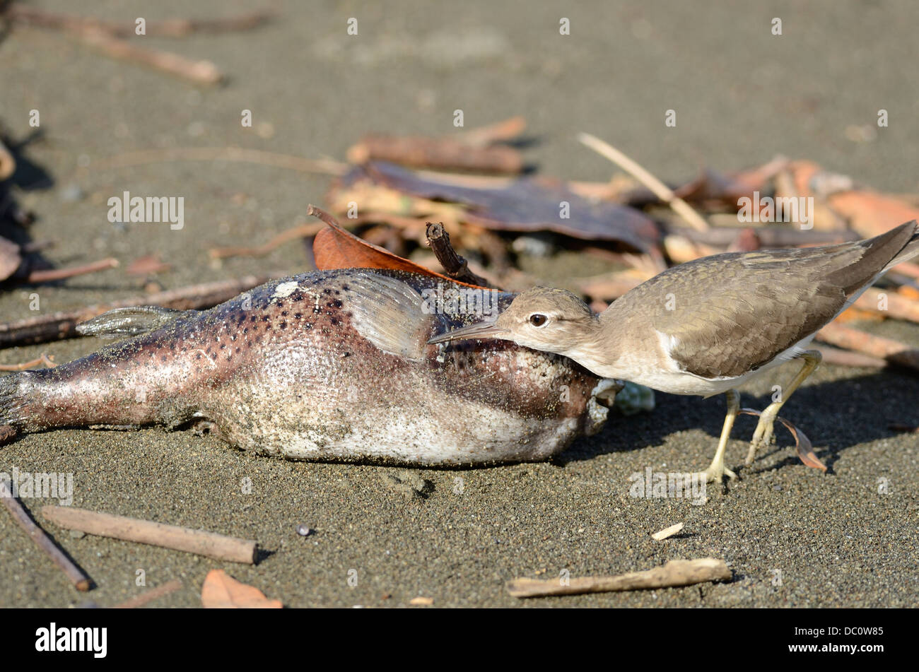 Spotted sandpiper hunting fly sitting on dead fish Stock Photo