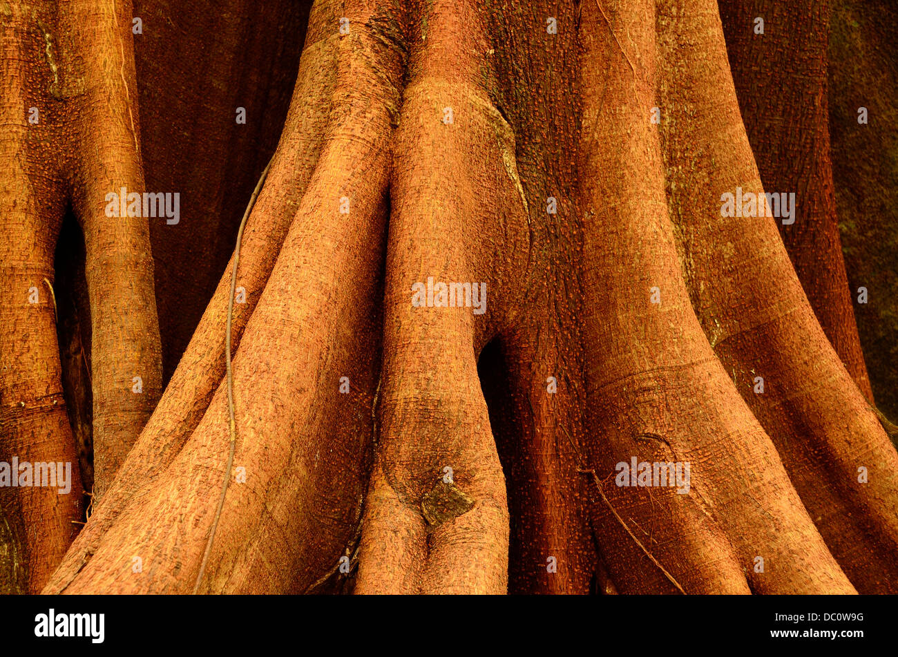 Tree trunk, Corcovado National Park, Costa Rica Stock Photo