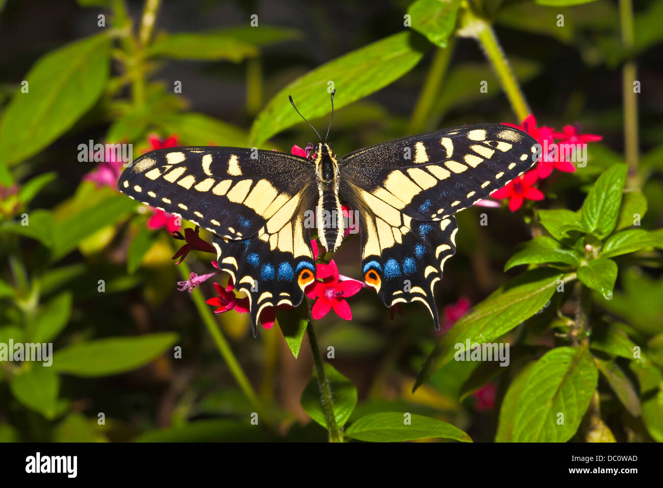 Anise Swallowtail butterfly (Papilio zelicaon) Stock Photo