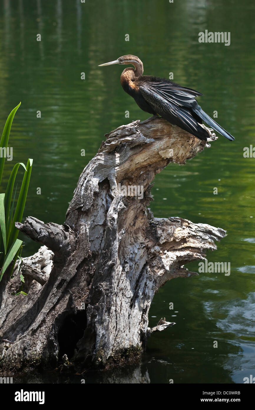 black long necked cormorant diving duck Stock Photo