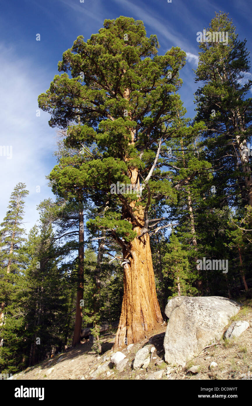 Giant sequoia in Yosemite National Park - California, USA Stock Photo
