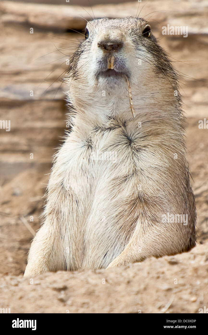 prairie dog sticking out from burrow Stock Photo