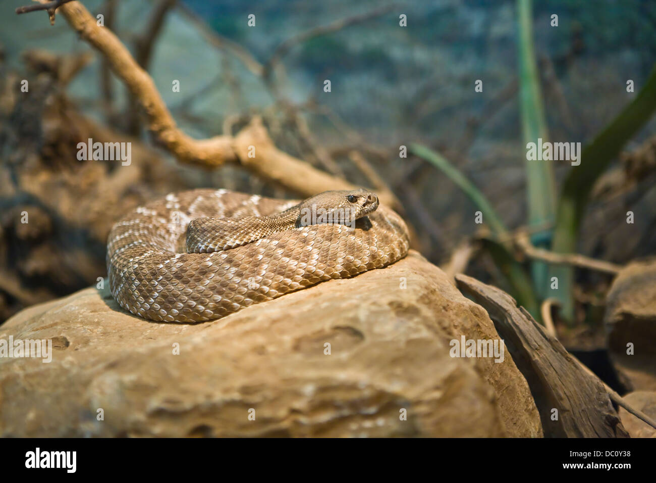 Suncatcher Python. Animal Snake Home House Pendant. Wall 