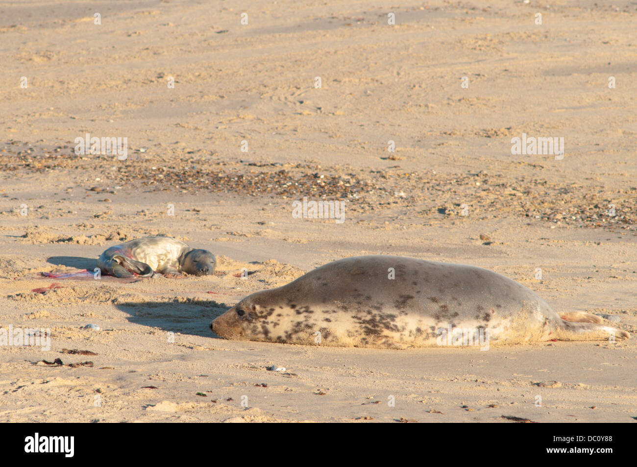 Grey seal [Halichoerus grypus] Just given birth. December. Norfolk. Stock Photo
