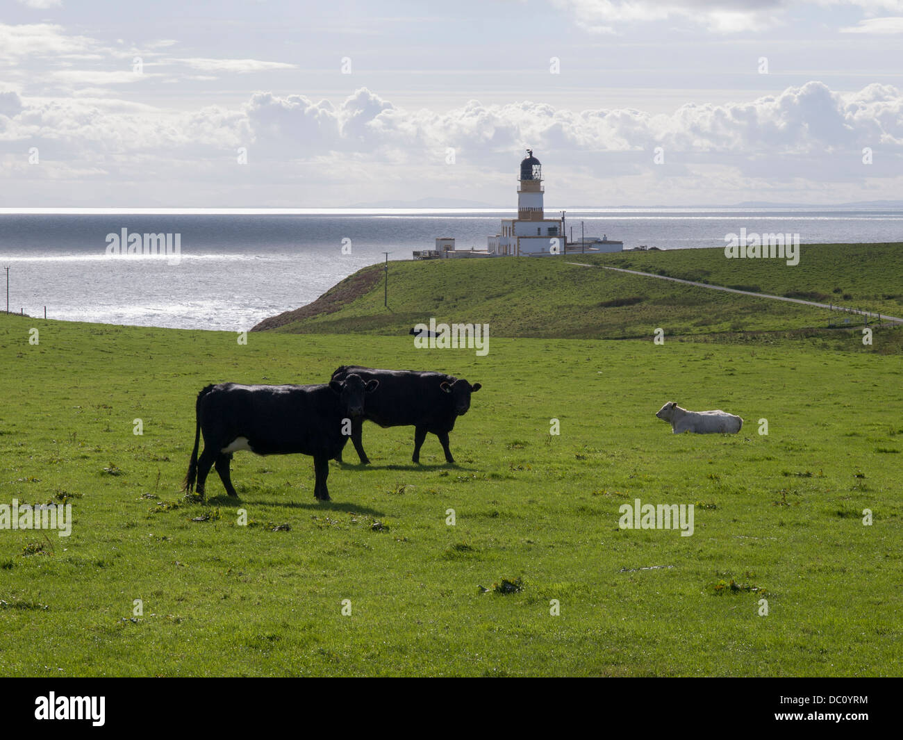Black Head from Killantringan Stock Photo - Alamy