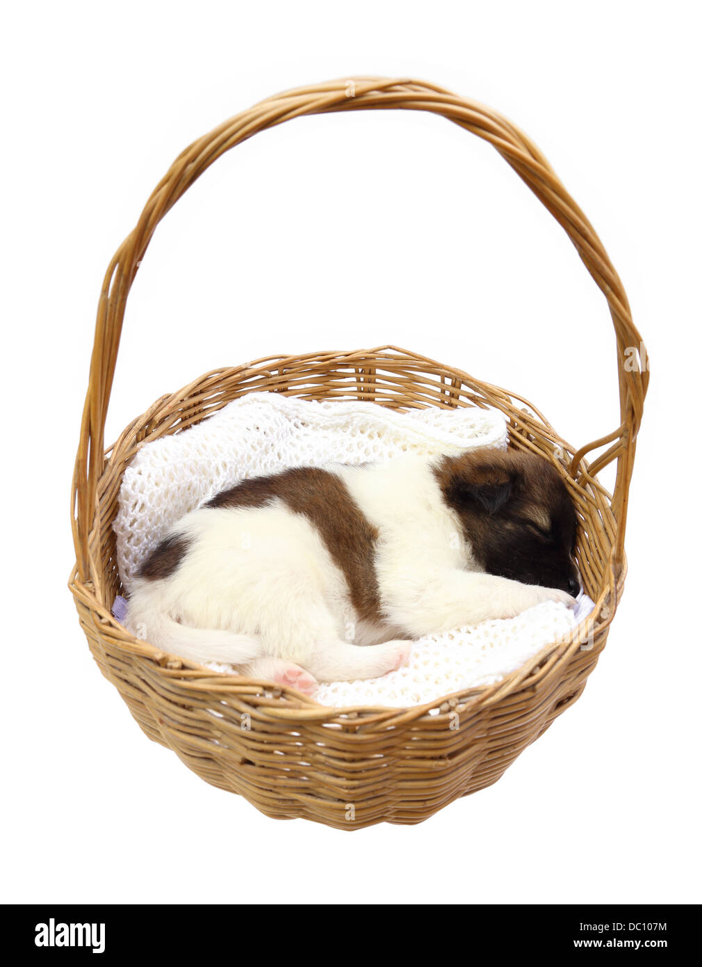 little puppy dog sleeping in basket on white background Stock Photo