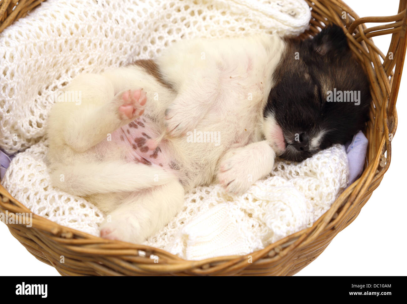 little puppy dog sleeping in basket Stock Photo Alamy
