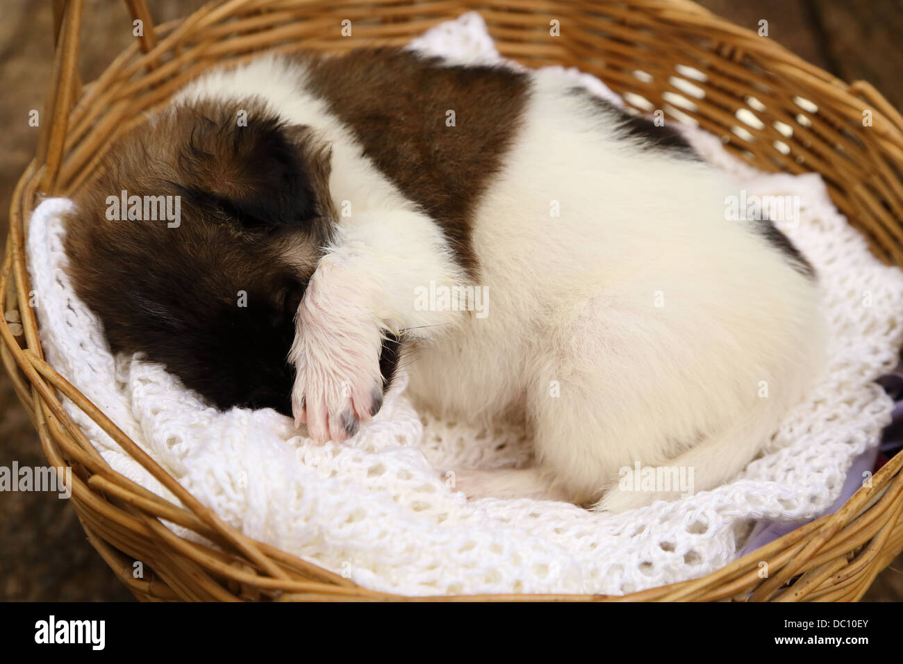 little puppy dog sleeping in basket Stock Photo - Alamy