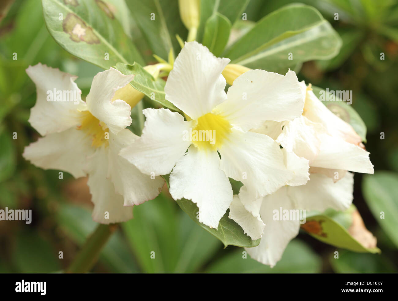white desert rose in the garden Stock Photo Alamy