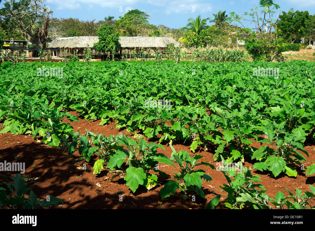 Neat rows of verdant vegetables are growing in rows at Organoponicos de Alamar Stock Photo