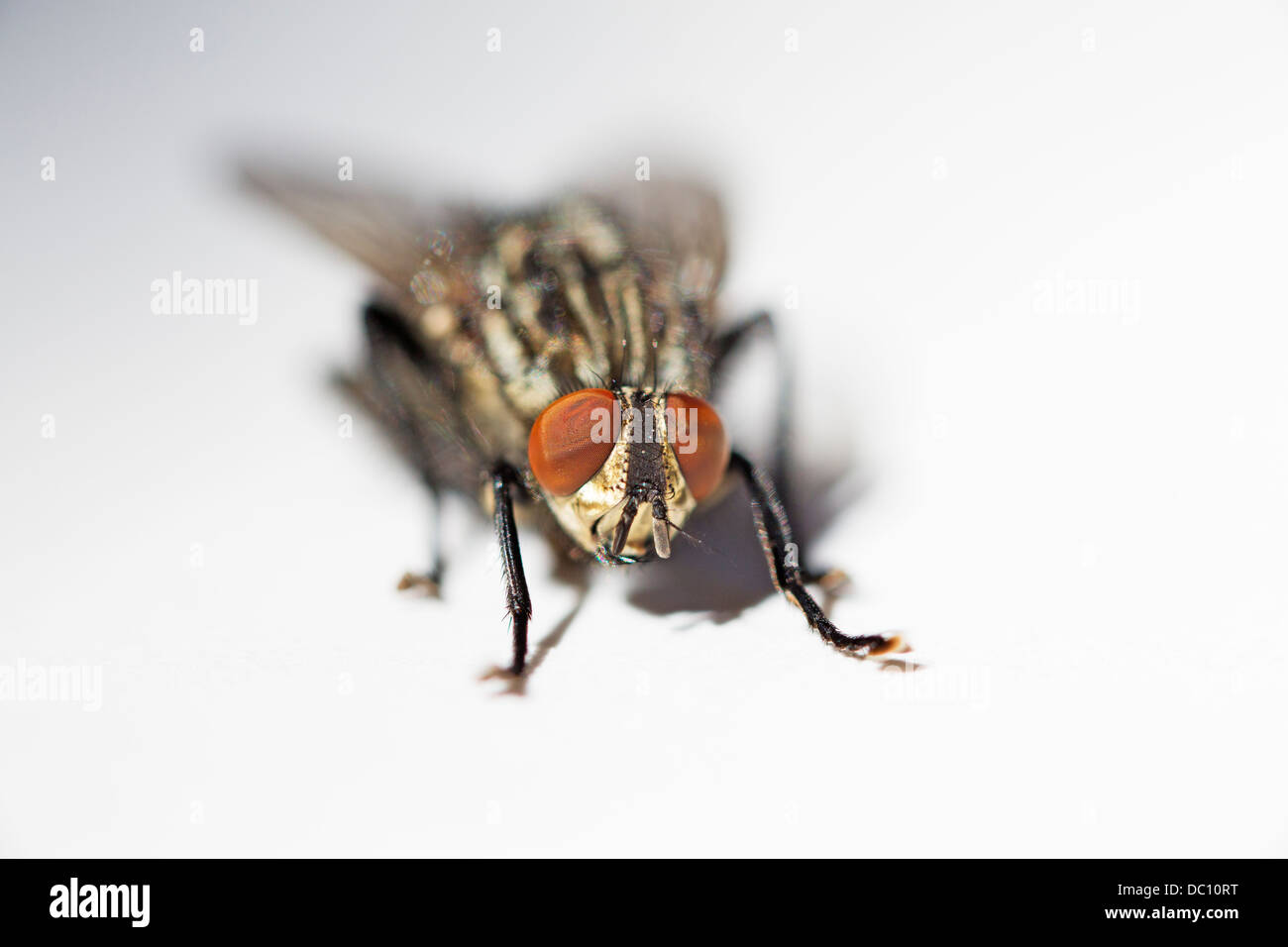 Flesh fly, Sarcophaga nodosa, close up (macro) showing head and compound eye Stock Photo