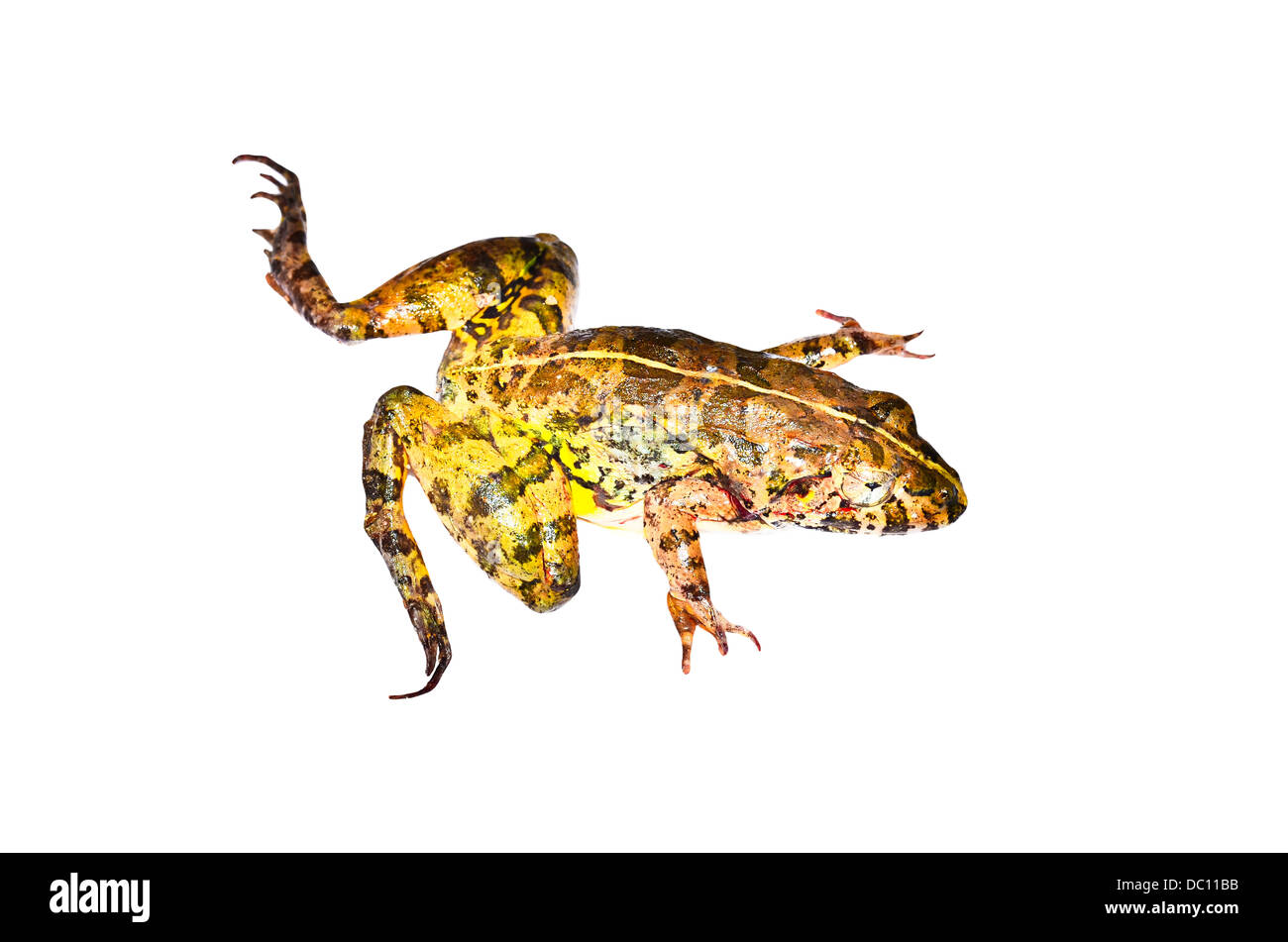 Dead frog hires stock photography and images Alamy
