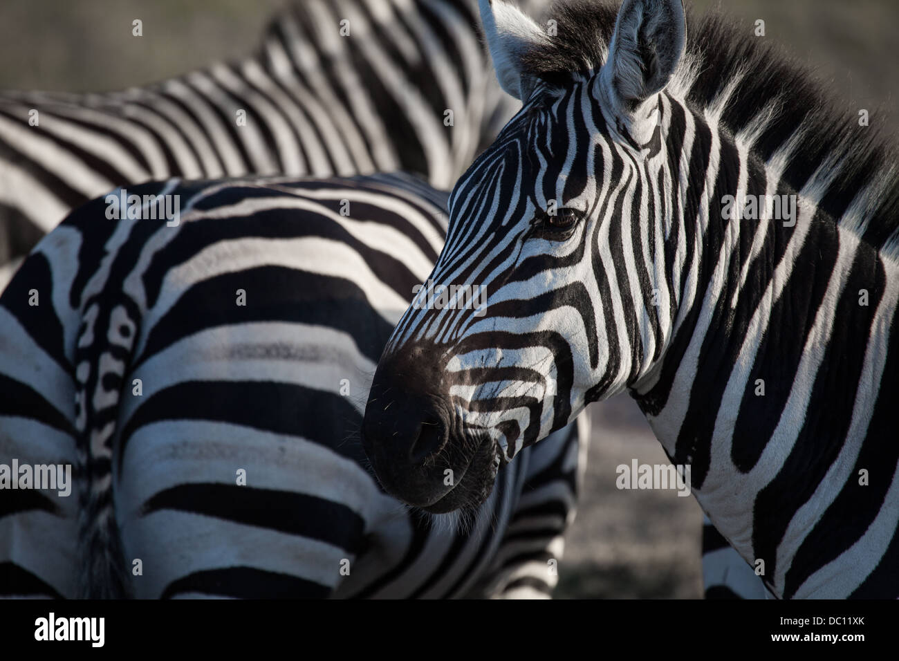 zebra face Stock Photo