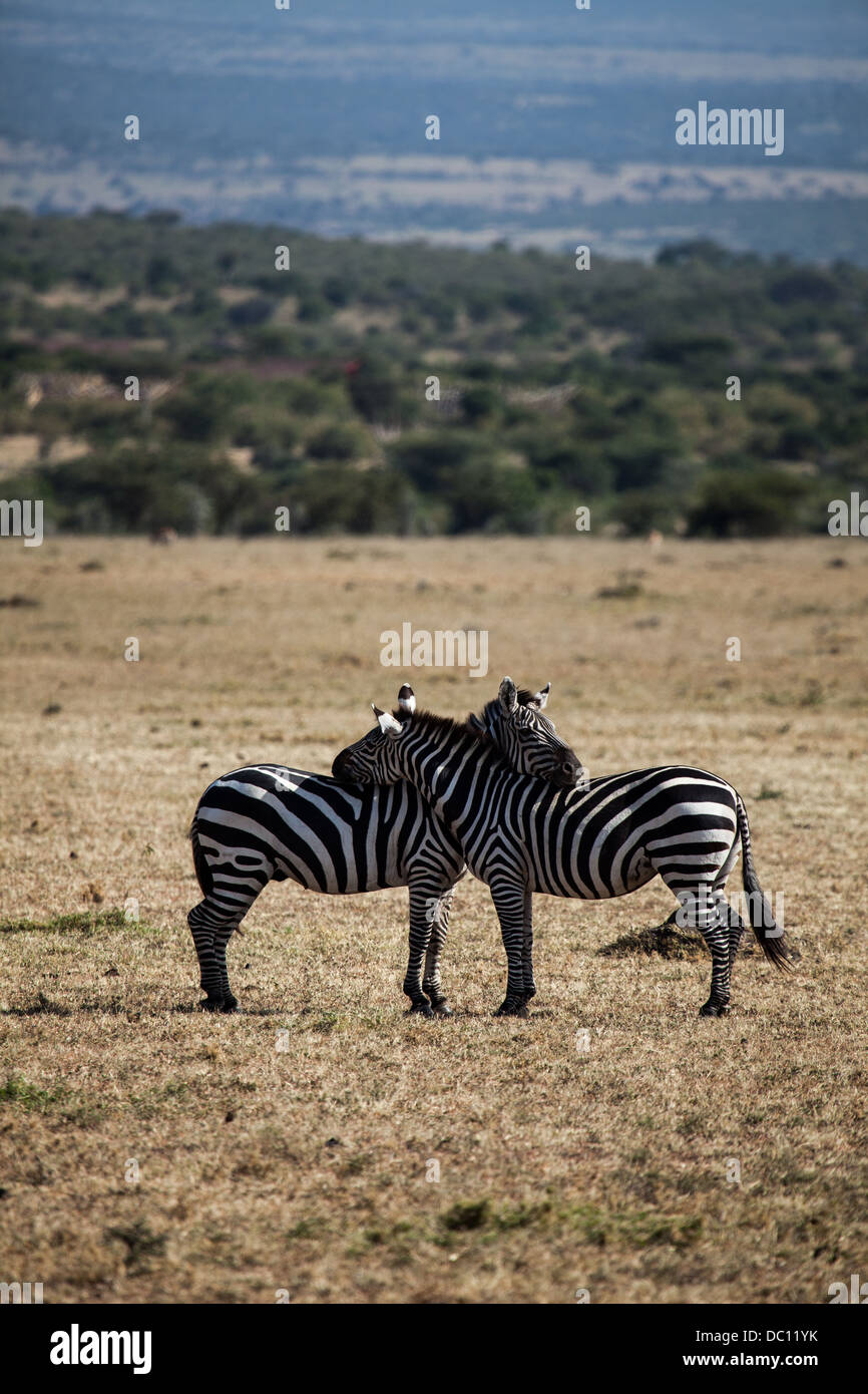 Morning Zebra Caressing Stock Photo