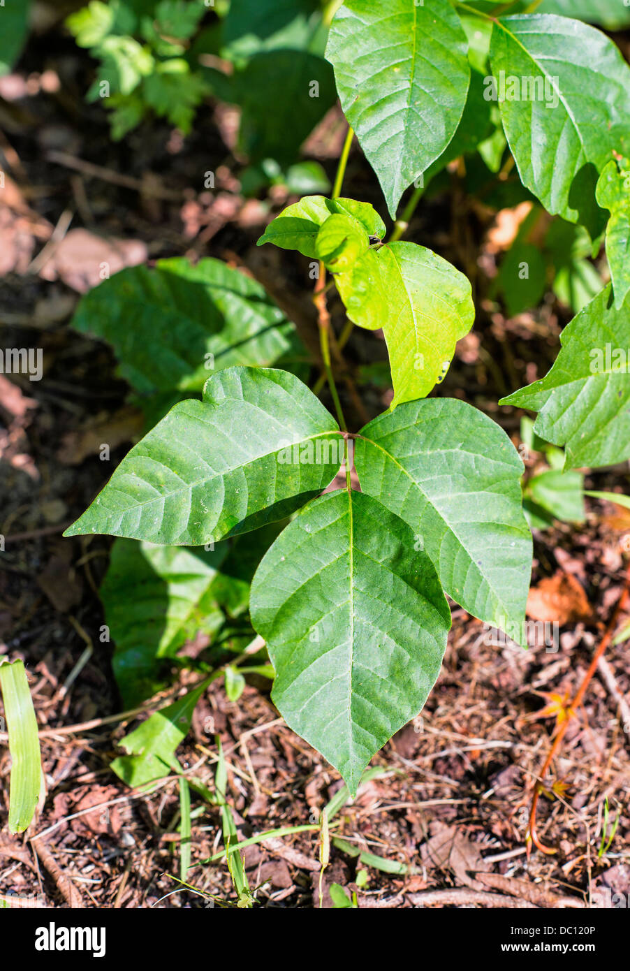 Poison ivy plant, New Jersy, USA Stock Photo