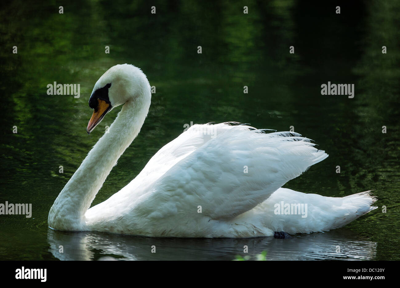 Elegant white swan hires stock photography and images Alamy