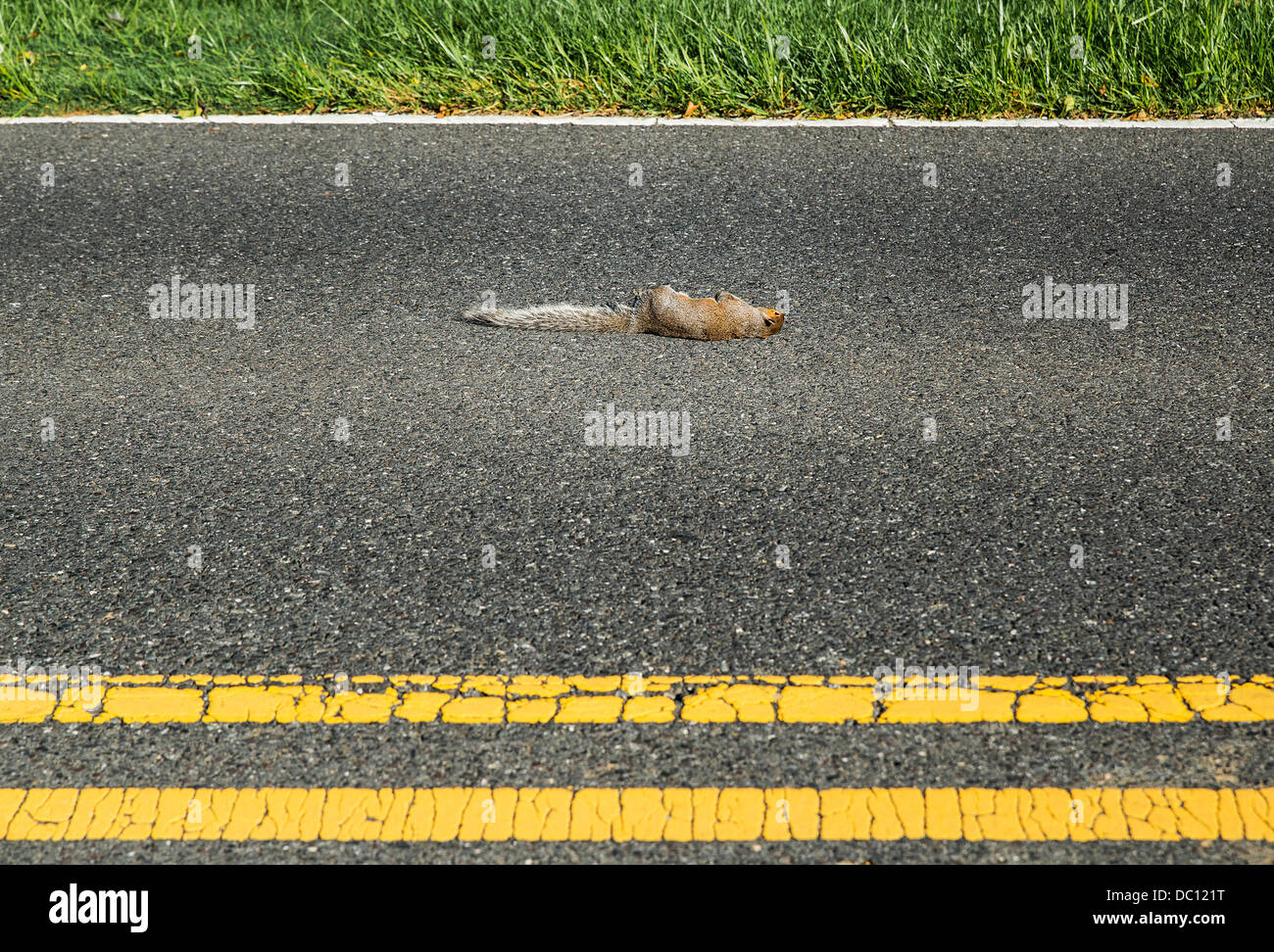 Roadkill squirrel in road. Stock Photo