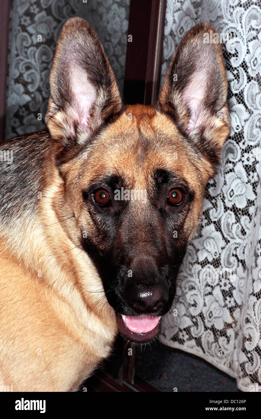 Portrait of young German Shepherd female dog -Canis lupus domesticus- Family Canidae Stock Photo