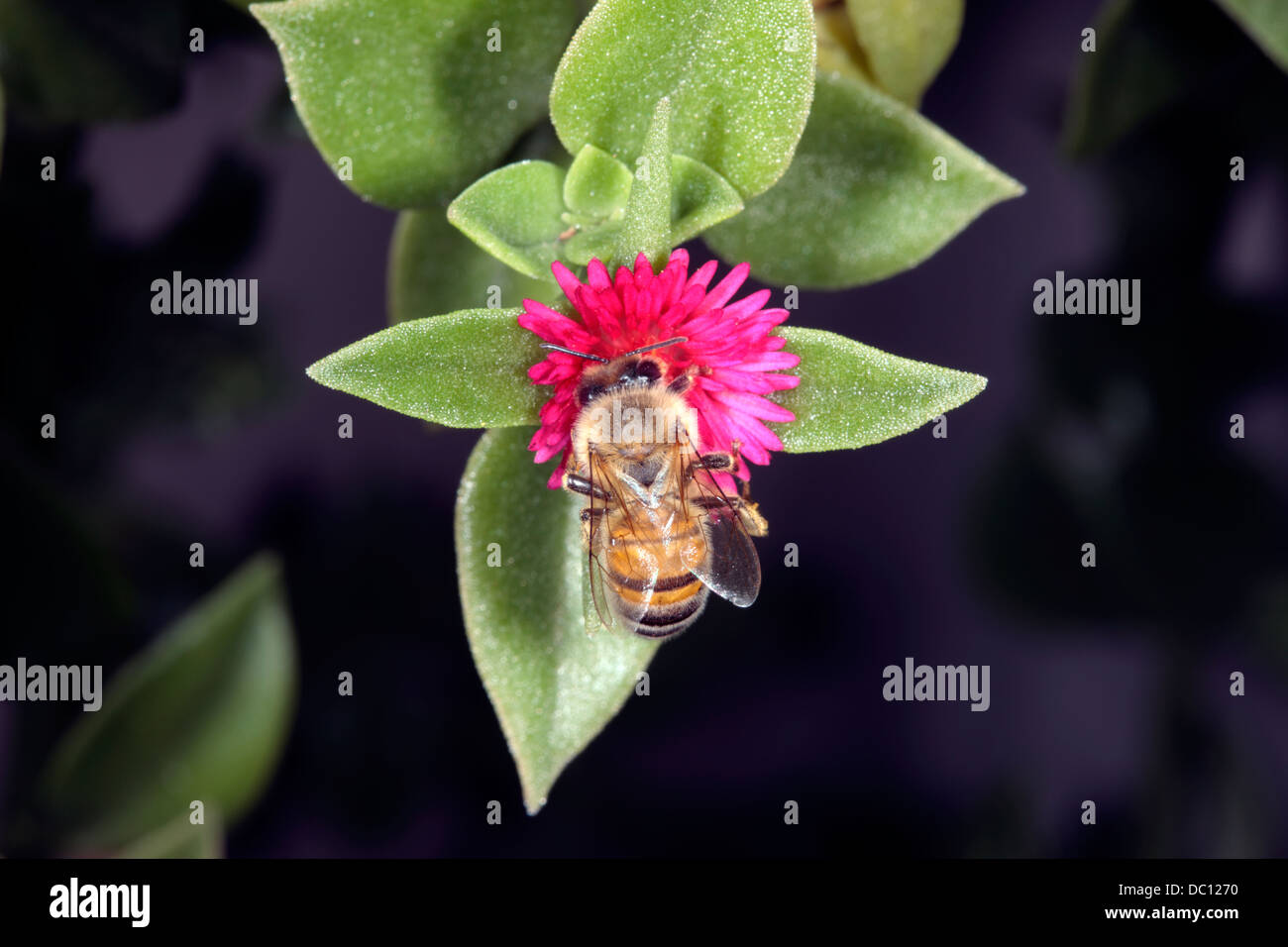 Honey bee {Apis mellifera] collecting pollen from a Trailing Ice Plant/ Vygie Lampranthus flower- Family Aizoaceae Stock Photo