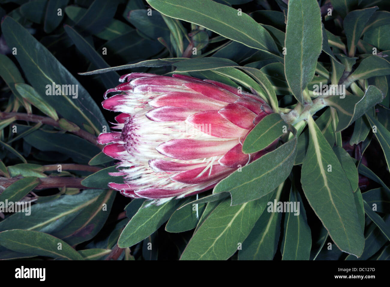 Clsoe-up of flower head of Oleander-leaved Protea/Sugarbush- Protea neriifolia -Family Proteaceae Stock Photo