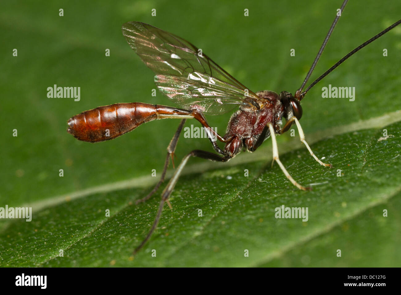 Ichneumon fly (Dusona sp.) on leaf. Stock Photo