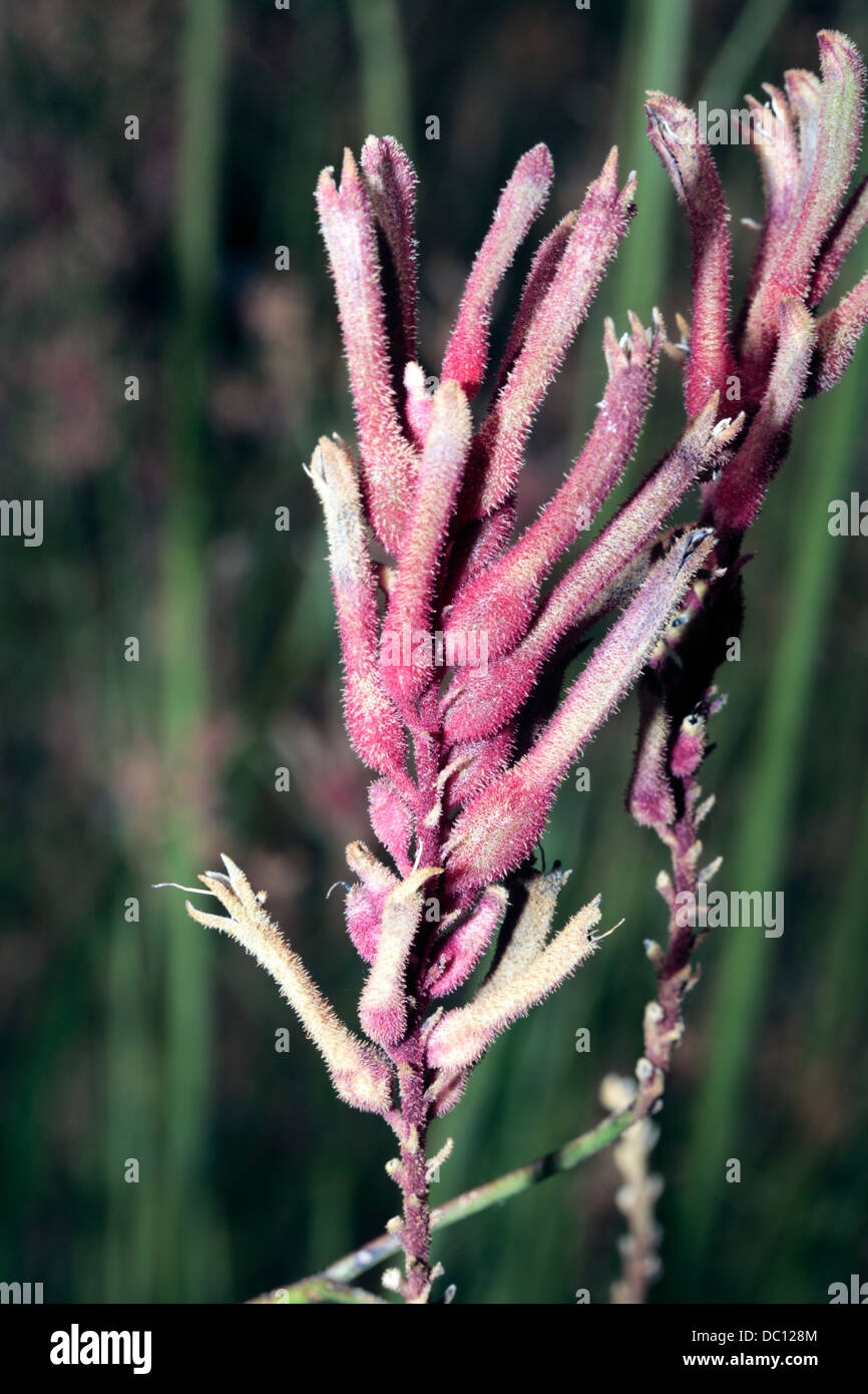 Red Kangaroo PawAnigozanthos rufusFamily Haemodoraceae Stock Photo Alamy