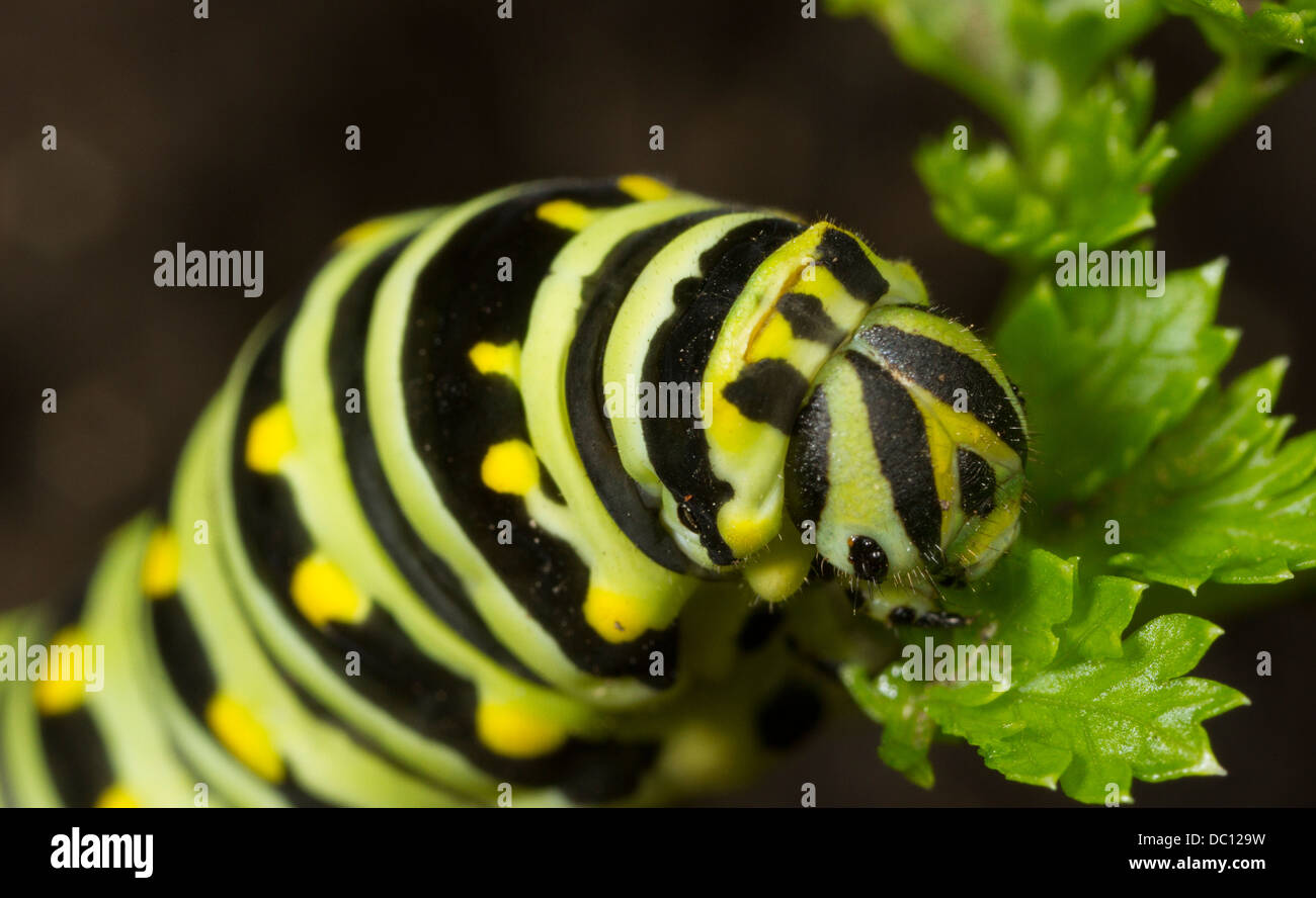 Black Swallowtail caterpillar (Papilio polyxenes) feeding on parsley. Stock Photo